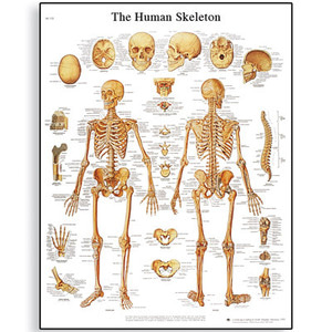 [3B] 골격차트 VR1113L(코팅),VR1113UU(비코팅) Human Skeleton Chart (Size 50 x 67 cm)