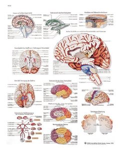 [3B] 뇌차트 VR1615L(코팅) Human Brain Chart (Size 50x67cm)