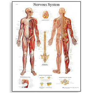 [3B] 뇌,척수,신경계차트 VR1620L(코팅), VR1620UU(비코팅) Nervous System Chart (Size 50x67cm)