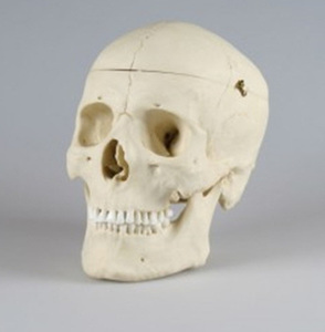[독일Zimmer] 두개골모형 (뇌-표준모형과 결합가능)/4710/Adult skull,male