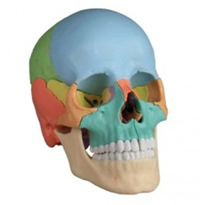 [독일 Zimmer] 22분리 두개골모형 4708 (컬러채색,실제규격,22부위분리) Osteopathic Skull Model,22 part,didactical version