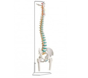 [독일Zimmer] 척추모형 A251 (고관절,넓적다리뼈포함,실제규격) Flexible vertebral column with femur heads,85cm