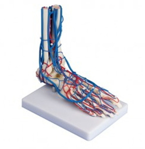 [독일Zimmer] 발골격모형 6082 (실제규격,동맥혈관포함) Vascular Foot.