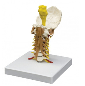 [독일Zimmer] 경추모형 4034 (실물규격,상세관찰가능) Cervical Spine with Neck Musculature 척추골격모형