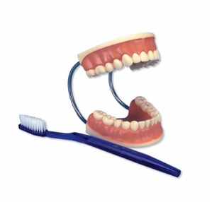 [독일3B] 치아관리 실습모형 (3배확대) D16 Giant Dental Care Model,3 times life size