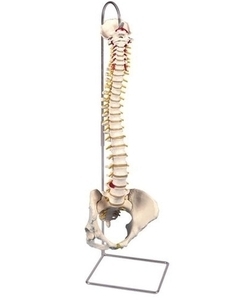 [3B] 여성 골반척추모형 A58/4 (●스탠드포함,Classic Flexible Spine Female Pelvis)