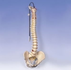 [3B] 척추모형 A58/1 (●스탠드포함,기본형,Classic Flexible Spine) 보급형