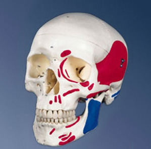 [3B] 3분리 채색된 두개골모형 A23  (Classic Human Skull Model, painted,3 part)