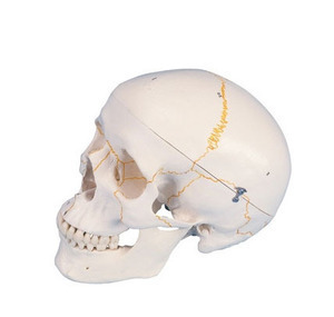 [3B] 3분리 두개골모형 A21 (Numbered Classic Skull,3 part) 기본형