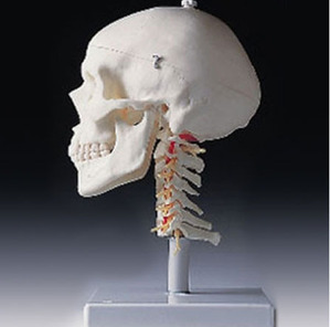 [3B] 4분리 두개골 모형 A20/1 (경추포함,Skull on Cervical,4 part)