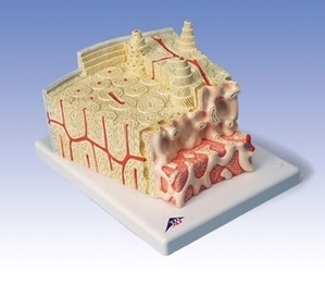 [3B] 뼈구조 모형 A79 (Bone structure model)