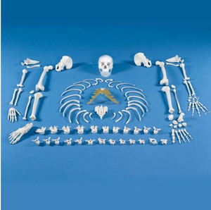 [독일 Zimmer] 분리골 모형 5007 Skeleton Unassembled (Bone Collection)