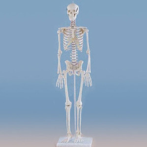[독일 Zimmer] 미니 전신골격모형 3030 (84cm,Miniature-Skeleton Patrick)