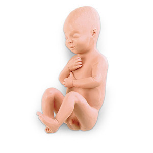 [나스코] 10개월 태아모형 LF00931 임신태아모형
