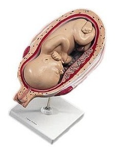 [3B] 7개월 태아 L10/8 (7th Month Fetus)