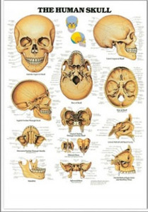3D해부도(벽걸이)/9991/두개골차트/The Human Skull/ Size 54cmx74cm