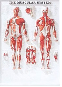 3D해부도(벽걸이)/8946/전신근육,근육차트/The Muscular Sysytem/ Size 54cmx74cm