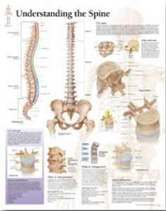 평면해부도(벽걸이)/1051/척추의 이해,척추차트/Understanding the Spine/ Size 54cmⅹ74cm