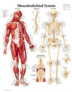 평면해부도(벽걸이)/1102/근육과 골격시스템/Musculoskeletal System/ Size 54cmⅹ74cm