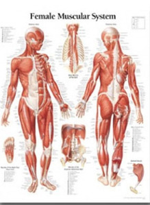 평면해부도(벽걸이)/1101/여성근육차트,근육차트/Female Muscular System/ Size 54cmⅹ74cm