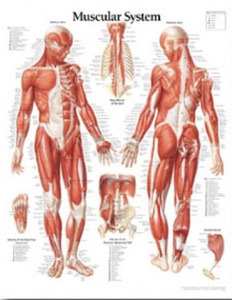 평면해부도(벽걸이)/1100/근육시스템차트,근육차트/Muscular System/ Size 54cmⅹ74cm