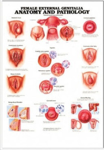 3D해부도(벽걸이)/9871/여성외음부 질환,산부인과차트//Female External Genitalia Anatomy &amp; Pathology/ Size 54cmx74cm