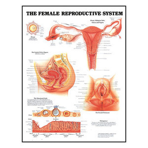 3D해부도(벽걸이)/9652/여성생식기 차트,산부인과차트/The Female Reproductive System/ Size 54cmⅹ74cm