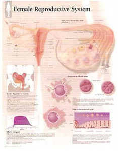 평면해부도(벽걸이)/5000/여성생식시스템 차트/Female Reproductive System/ Size 54cmⅹ74cm