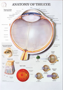 3D해부도(벽걸이)/안구차트/BS109RR/Anatomy of  the Eye/ Size 54cmx74cm