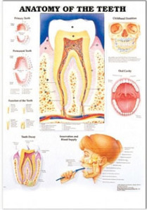 3D해부도(벽걸이)/9931/치과차트/Anatomy of the Teeth/ Size 54cmx74cm
