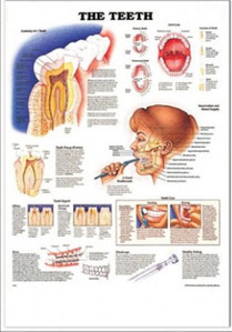 3D해부도(벽걸이)/9930/치과차트/Anatomy of the Teeth/ Size 54cmx74cm