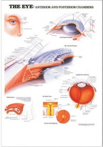 3D해부도(벽걸이)/9694/안과차트/The Eye-Anterior and Posterior Cambers/ Size 54cmx74cm