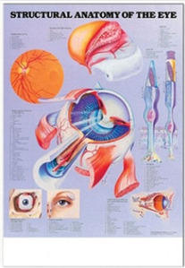 3D해부도(벽걸이)/9693/눈의 구조/Structural Anatomy of the Eye/ Size 54cmⅹ74cm