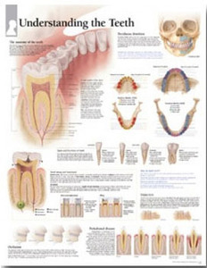 평면해부도(벽걸이)/2300/치과차트/Understanding the Teeth/ Size 54cmX74cm