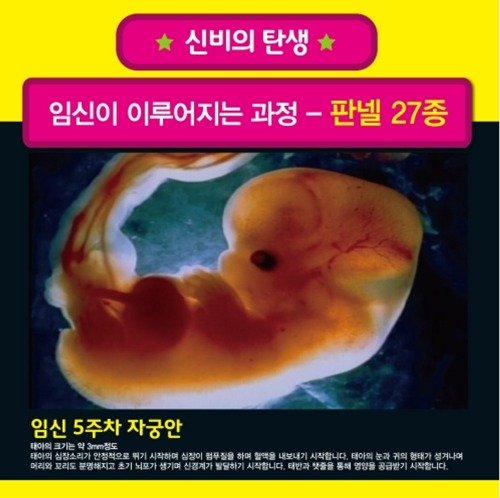 [HEC] 임신이 이루어지는 과정 kim2-305 (판넬27종 中 선택,320*230mm)