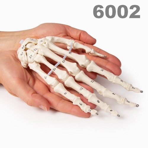[독일Zimmer] 손골격 모형 6002 (실제규격,골격번호기재) Skeleton of the hand with bone numbering.
