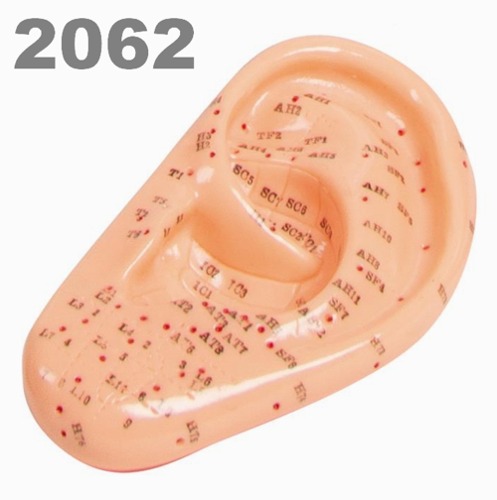 [독일Zimmer] 귀 경혈모형 2062 (침놓는부위표시,22cm) Acupuncture ear 침술모형.