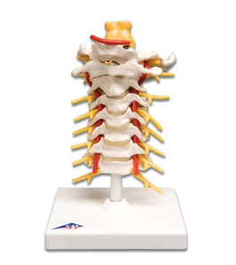 [3B] 경추모형 A72 (Cervical Spinal Column) 경추구조모형