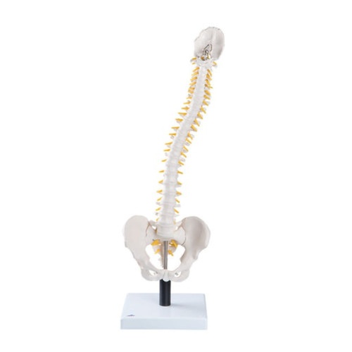 [3B] 척추측만증 디스크모형 VB84 (Flexible Spine Model with Soft Intervertebral Discs)
