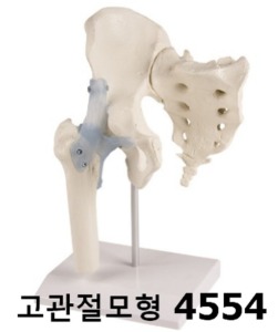 [독일Zimmer] 고관절모형 4554 (실제규격,엉덩이뼈,천골,인대포함) Hip joint with sacrum and ligaments with stand/YS