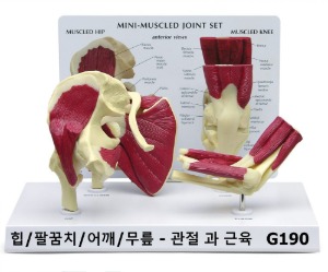 [GPI] 주요 관절모형 G190 (분리가능 힙관절,어깨관절,무릎관절,팔꿈치관절)