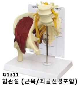 [GPI] 좌골관절 과 신경모형 G1311 힙관절과 좌골신경 실제규격