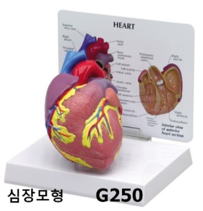 [GPI] 심장모형 G250 (2분리,실제사이즈)