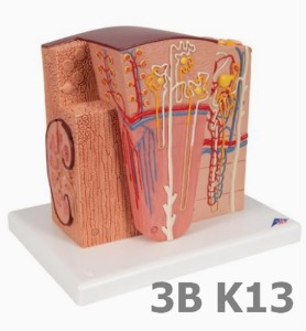 [3B Scientific] 미세 해부학적 신장모형 K13 (23 *25*19cm,0.9Kg) 3B MICROanatomy™ Kidney