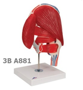 [3B Scientific]  엉덩이 관절(고관절) 모형( 근육포함,7분리) A881 Hip Joint with Removable Muscles, 7 part
