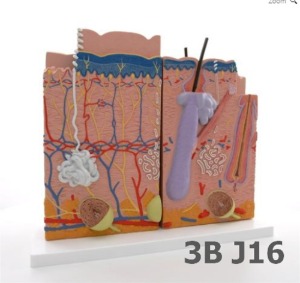 [3B Scientific] 3분리 피부모형 J16 (80배 확대,34*39*15cm,1.8Kg) 3 part skin model