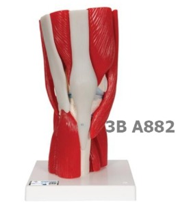 [3B Scientific] 슬관절 모형 A882 (무릎관절,근육포함,12분리) Knee Joint with Removable Muscles, 12 part