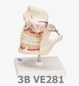 [3B Scientific] 성인 치열 모형 VE281 (16*12813cm,0.5Kg) Adult Dentures