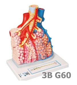 [3B Scientific] 폐엽모형 G60 (26*33*19cm,1.3Kg,혈관포함,130배 확대) Pulmonary Lobule with Surrounding Blood Vessels