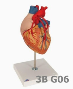 [3B Scientific] 4분리 관상동맥 우회술 심장 모형 G06 (32*18*18cm,1Kg,2배크기) Heart with Bypass, 2 times life size, 4 part